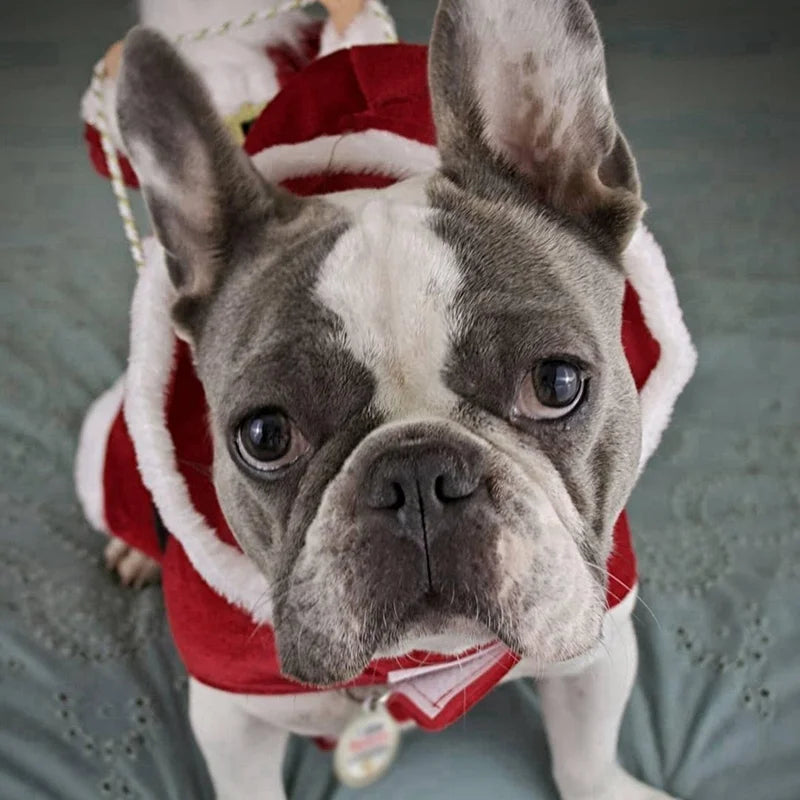 Fun Christmas clothes Santa Claus For  Dog